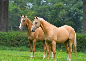 Créditos: depositphotos.com / arthorse