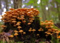 Créditos: depositphotos.com / girinux74