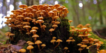 Créditos: depositphotos.com / girinux74