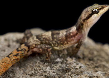 Créditos: depositphotos.com / REPTILES4ALL