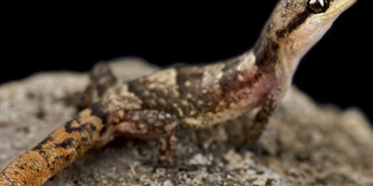 Créditos: depositphotos.com / REPTILES4ALL