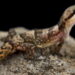 Créditos: depositphotos.com / REPTILES4ALL