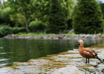 Créditos: depositphotos.com / HayDmitriy