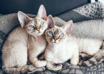 Créditos: depositphotos.com / igvee