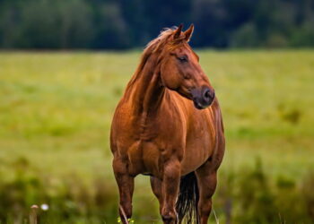 Créditos: depositphotos.com / worper