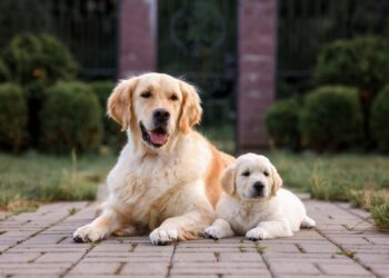 Créditos: Shutterstock