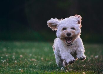 Créditos: Unsplash