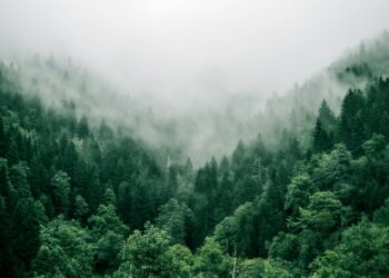 Créditos: Foto de Marita Kavelashvili na Unsplash