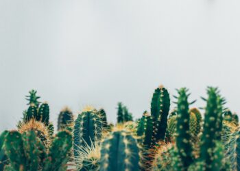 Créditos: Foto de Thomas Verbruggen na Unsplash