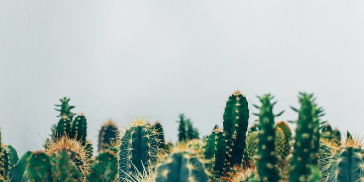 Créditos: Foto de Thomas Verbruggen na Unsplash