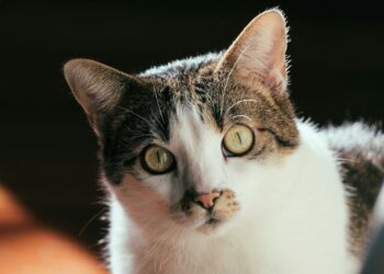 Créditos: Foto de Francesco Ungaro na Unsplash