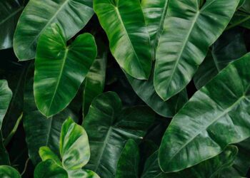 Créditos: Freepik/rawpixel.com
