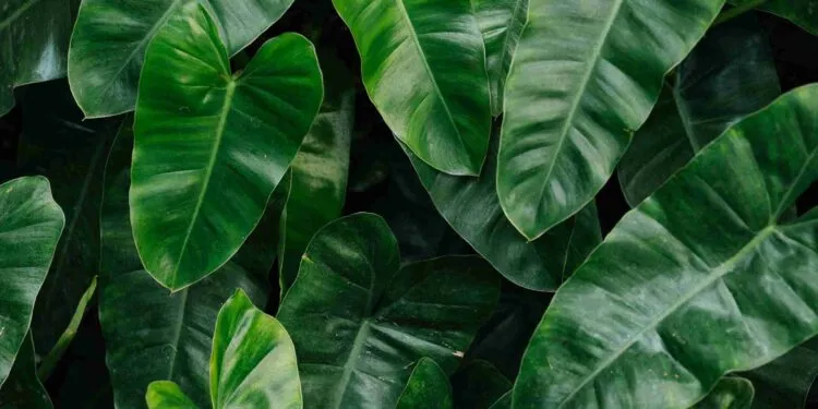 Créditos: Freepik/rawpixel.com