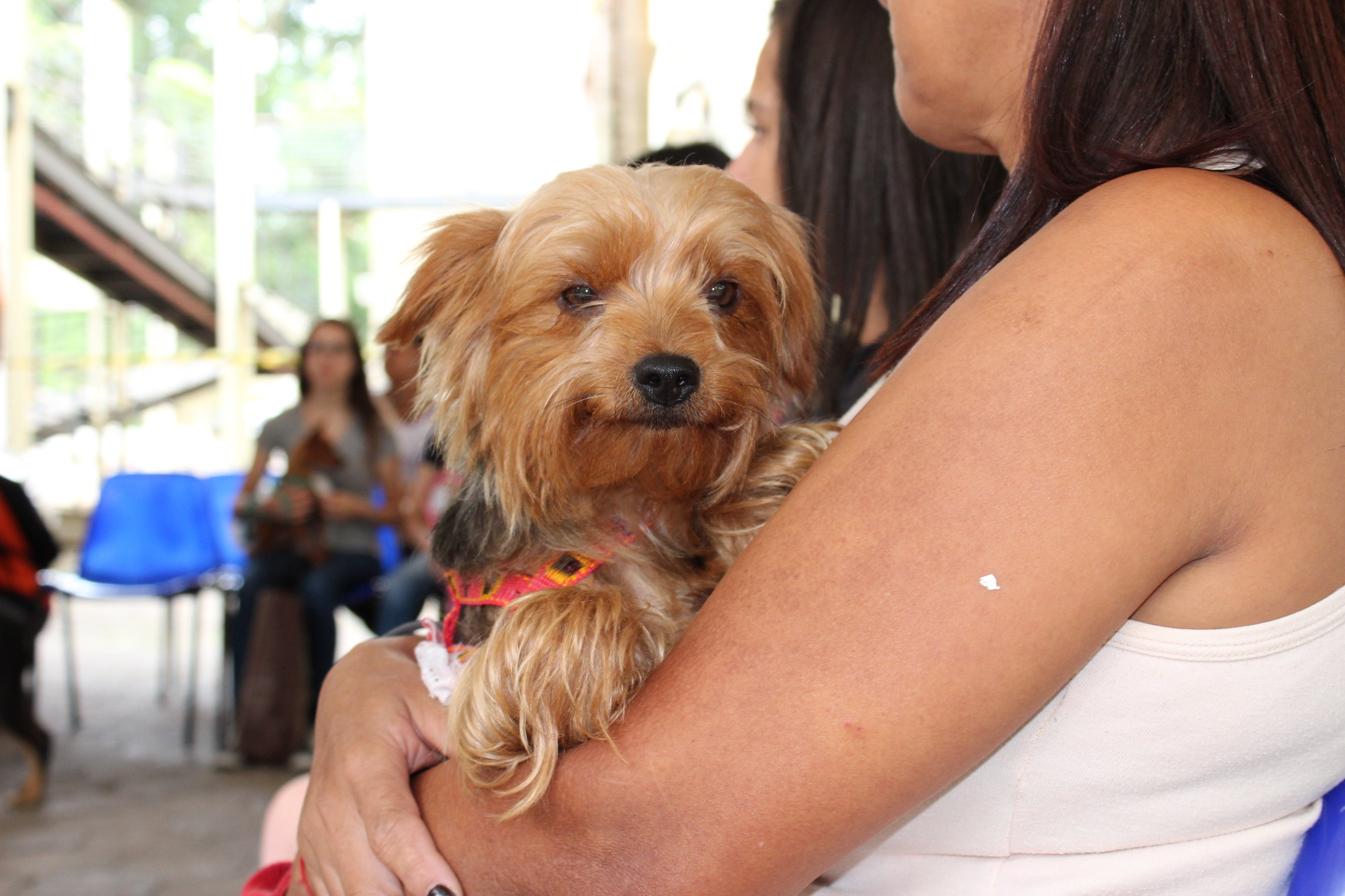 Animais começam a ser castrados por castramóvel em Itabira