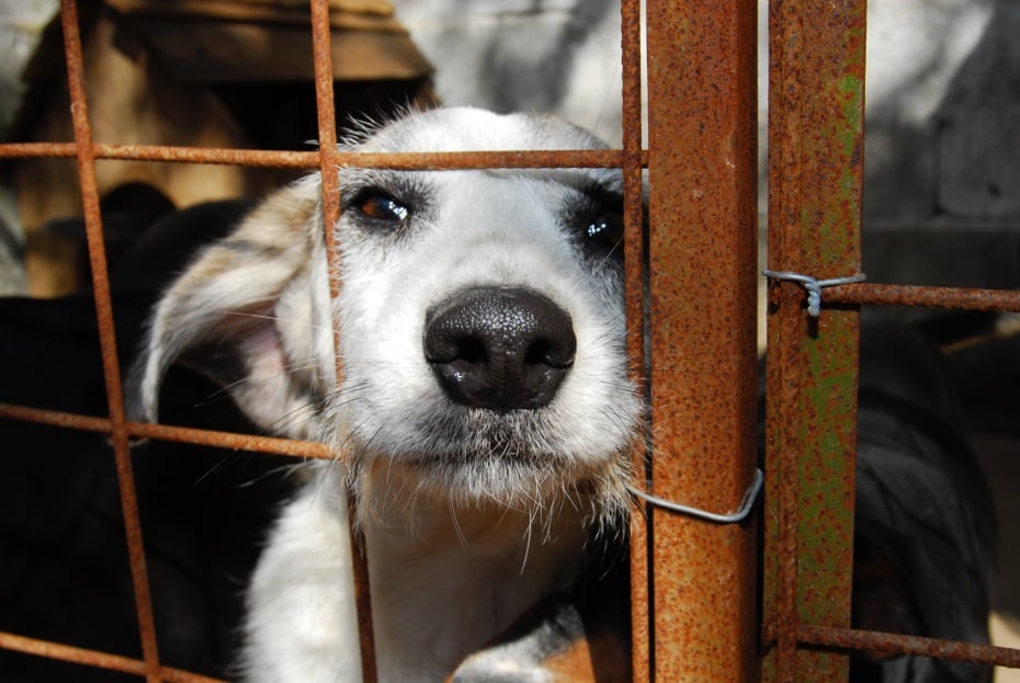 Catas Altas começa a recolher animais soltos nas ruas