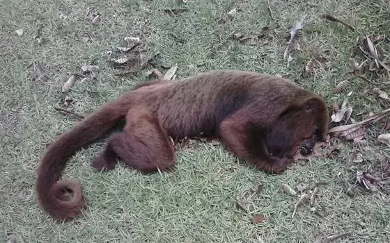 Três macacos são encontrados mortos por morador de Nova Era