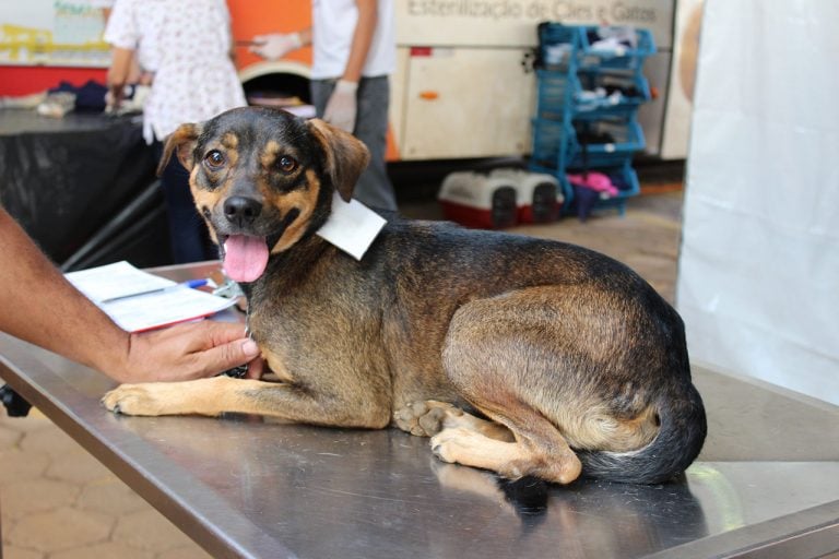 Animais castrados em mutirão poderão ser adotados em feira no próximo domingo