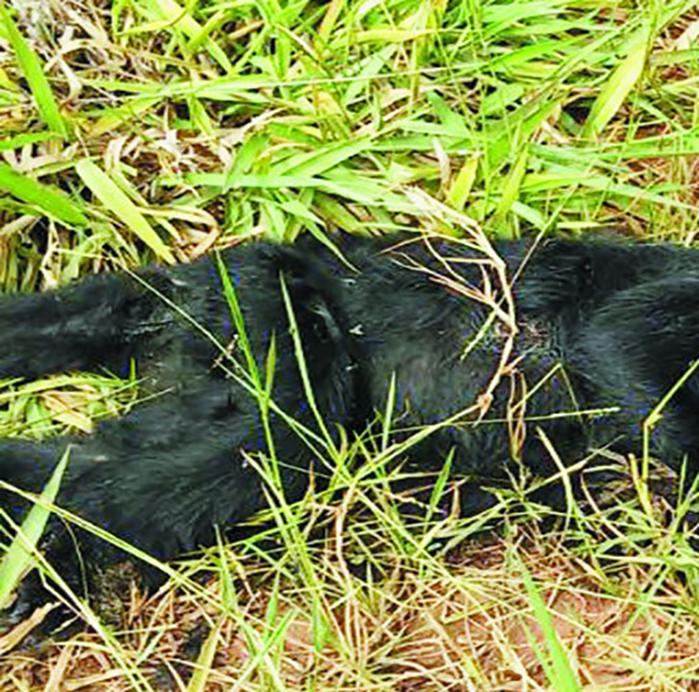 Mais um macaco é encontrado morto em Itabira com suspeita de febre amarela