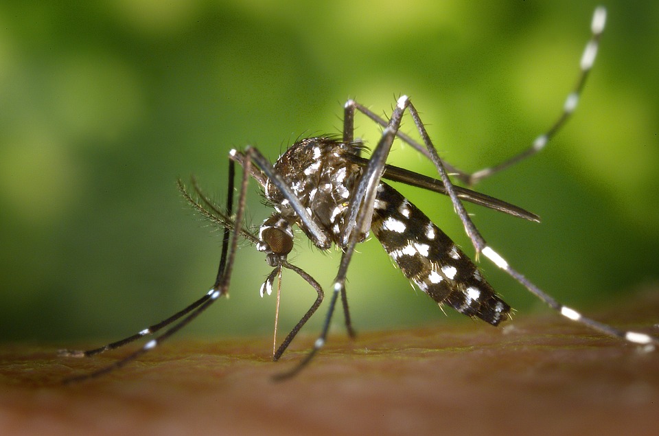 Pesquisa detecta vírus da febre amarela em novo tipo de mosquito