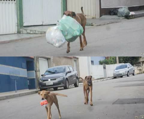 ‘Garicão’: cachorros recolhendo lixo em Itabira chamam atenção na Internet