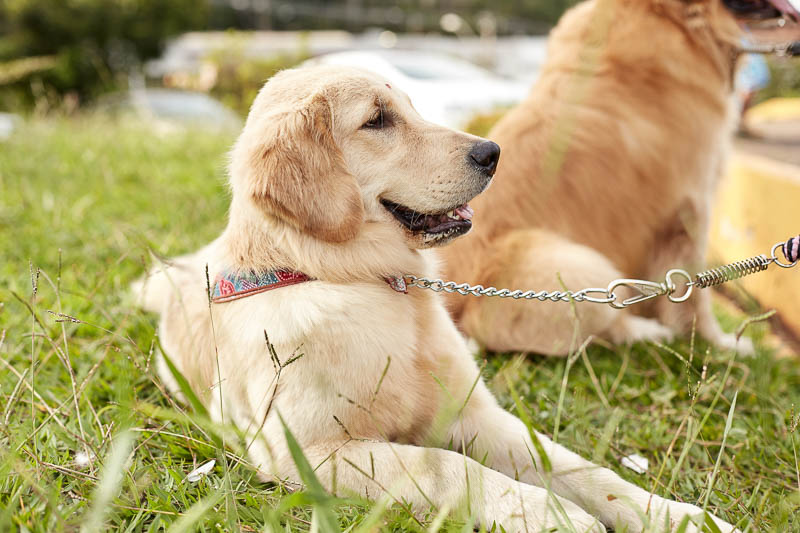 Encontro de Goldens leva peludões e seus tutores à Praça do Areão