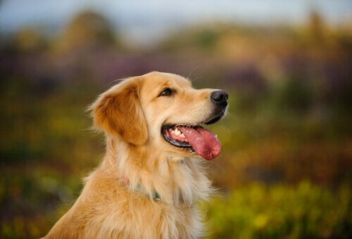 Encontro reúne goldens retrievers e tutores neste sábado no Areão