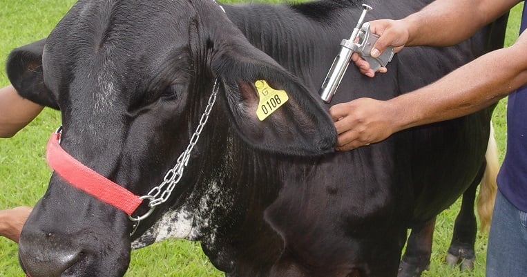 Produtores têm até segunda-feira para vacinar rebanhos contra febre aftosa