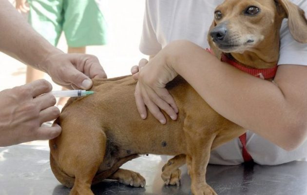 Itabira: vacinação antirrábica começa na segunda-feira pela zona rural