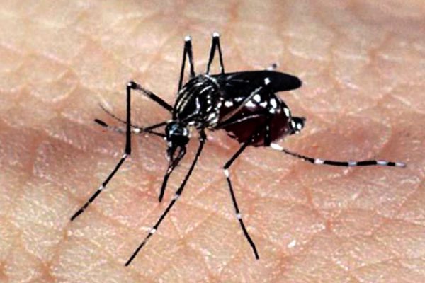 Itabira confirma mais um óbito por dengue e descarta outra morte pela doença