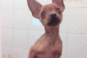 Cachorro desaparecido