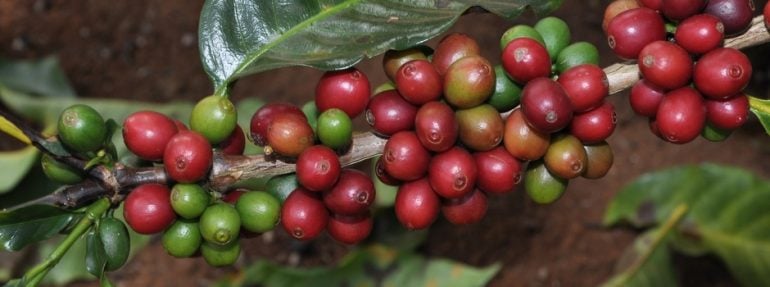 Mais de três mil cafeicultores mineiros receberão assistência técnica do Ministério da Agricultura