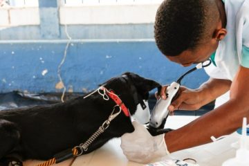 50 cachorros de rua são castrados pela Prefeitura de Itabira