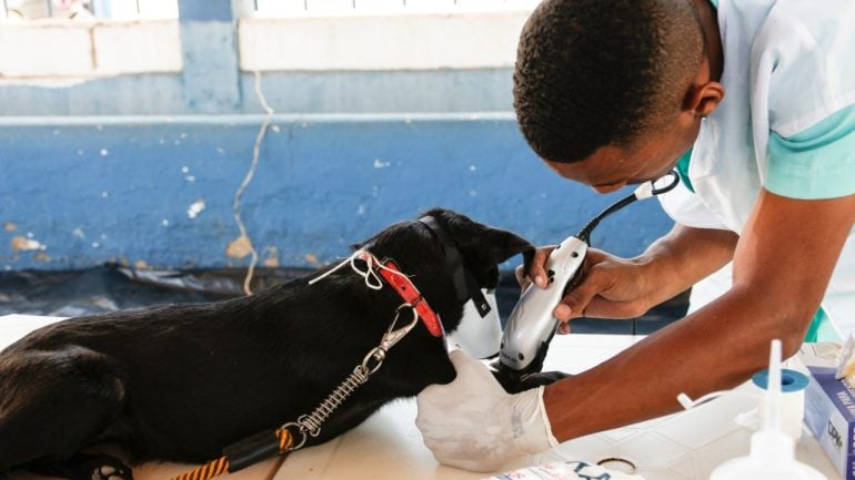 50 cachorros de rua são castrados pela Prefeitura de Itabira