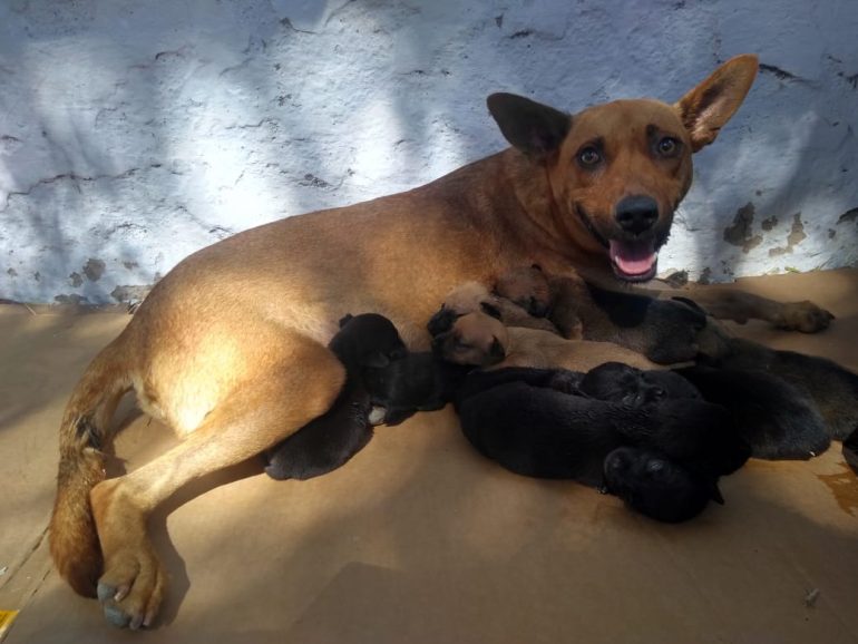 Após castração, mais de 40 cães voltarão às ruas de Itabira se não acharem um lar – Veja fotos Após castração, mais de 40 cães voltarão às ruas de Itabira se não acharem um lar – Veja fotos