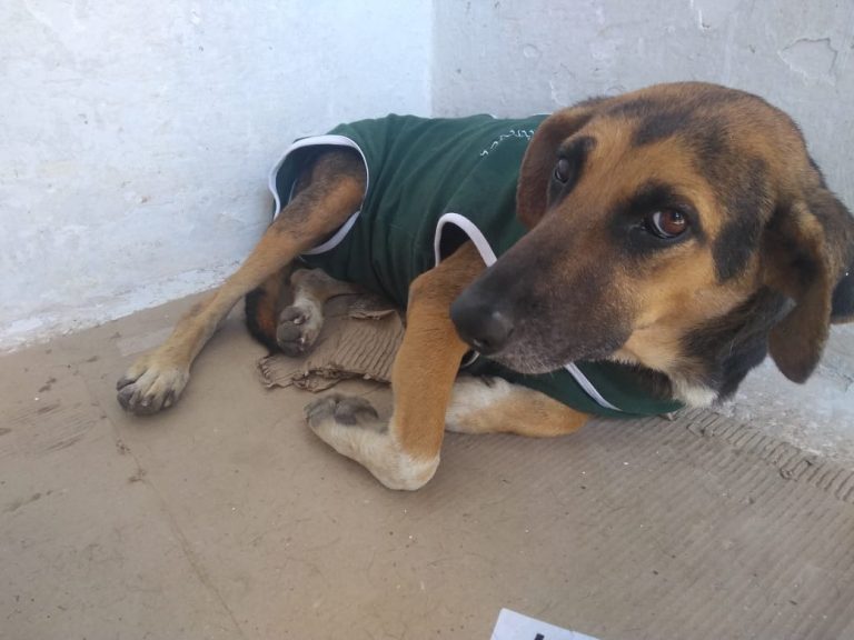 Em um ano 1.250 cães e gatos serão castrados em Itabira através de programa da prefeitura Em um ano 1.250 cães e gatos serão castrados em Itabira através de programa da prefeitura