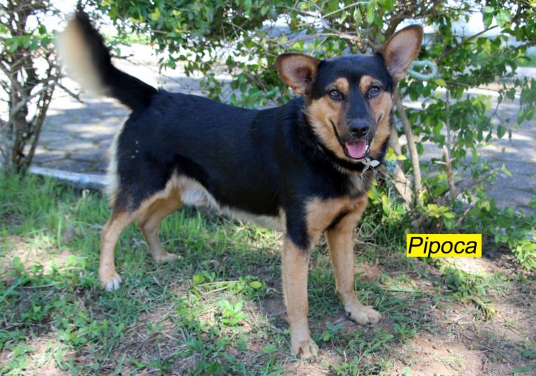 Cães abandonados precisam de lar para serem amparados em Itabira