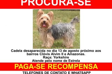 Cadelinha desaparecida
