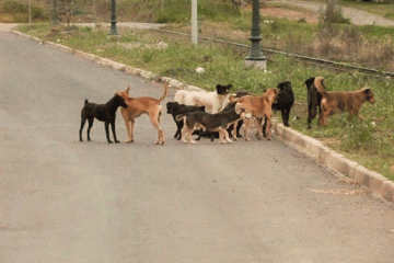 Prefeitura de Montes Claros libera R$ 461 mil para entidades protetoras dos animais