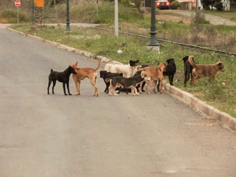 Prefeitura de Montes Claros libera R$ 461 mil para entidades protetoras dos animais