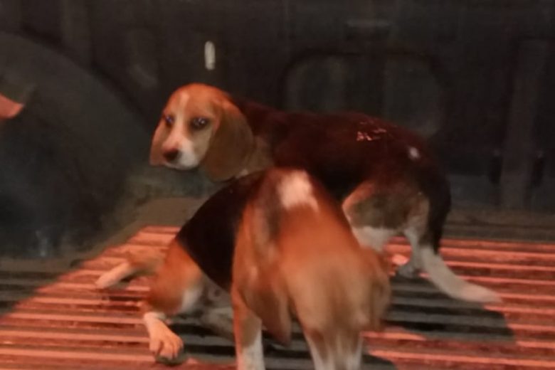 Dois filhotes de Beagle furtados são recuperados pela PM em Ferros