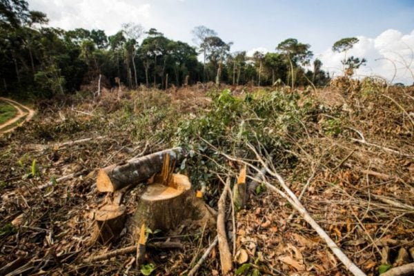 STF determina que a União adote providências para conter desmatamento na Amazônia