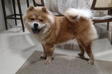 Empresa oferece R$ 20 mil para quem encontrar cachorro sumido em Belo Horizonte