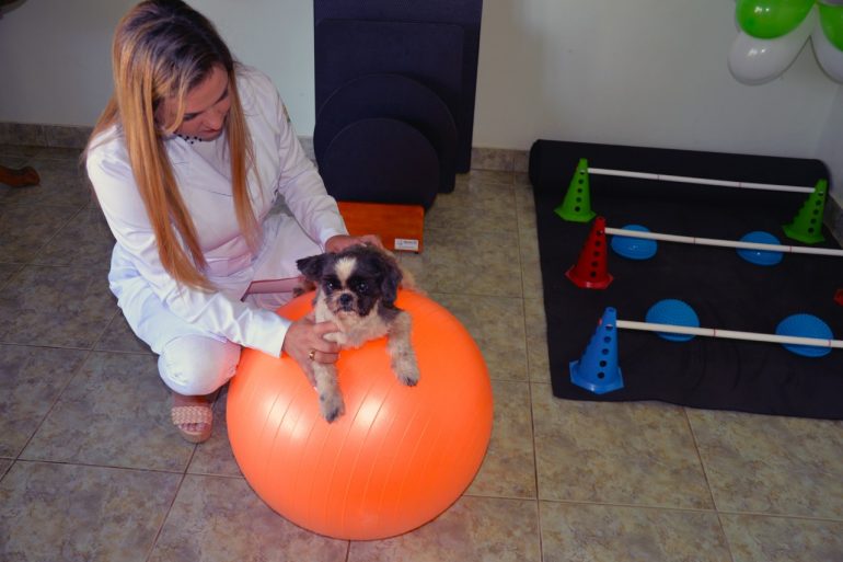 Cães paraplégicos voltam a caminhar após tratamento de fisioterapia