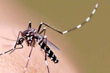 Bom Jesus do Amparo ocupa o 16º lugar no ranking de maior incidência de casos prováveis de dengue em Minas