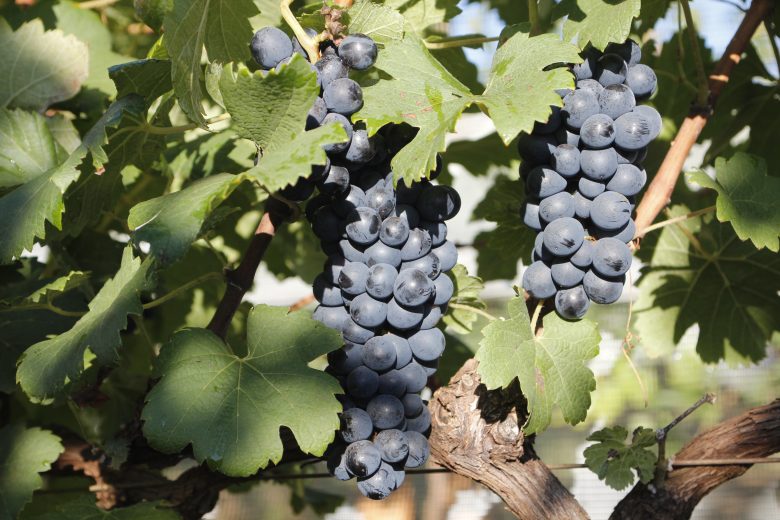 Pesquisa busca maior índice de resveratrol no suco de uva