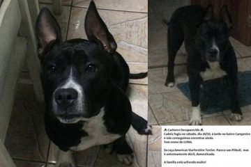 Cadela está desaparecida em Itabira