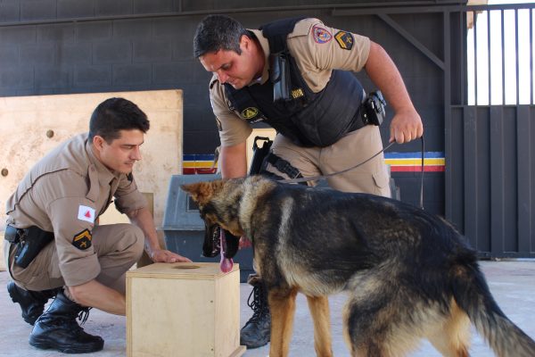 Cães farejadores