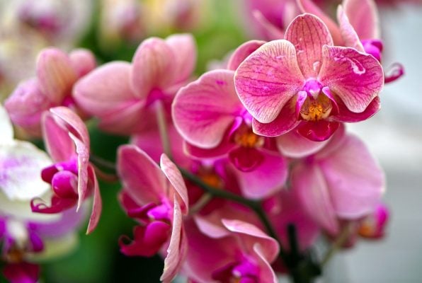 Itabira: Orquidário da Mata do Intelecto será reaberto nesta sexta-feira