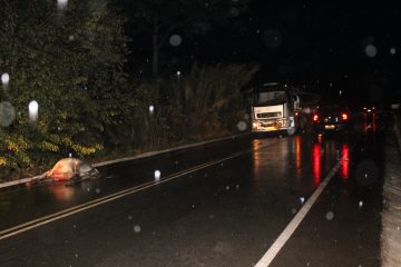 Animal solto em rodovia é atropelado próximo à rampa de voo livre, em Itabira