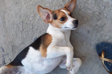 Cachorrinha desaparecida no Vila Salica em Itabira